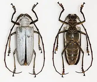 Rosenbergia lactiflua