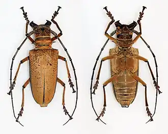 Rosenbergia mandibularis