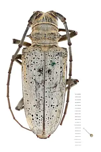 Rosenbergia megalocephala