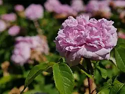 'Jacques Cartier' (Moreau & Robert, 1868)