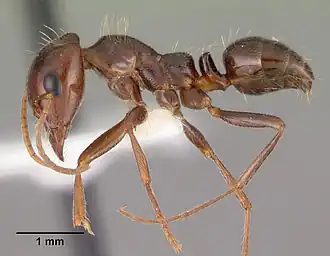 Rossomyrmex minuchae