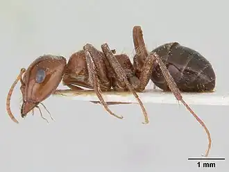 Rossomyrmex proformicarum