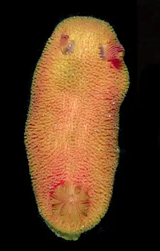 Rostanga alisae