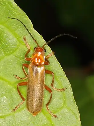 Cantharis rufa