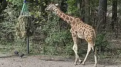Een Rothschildgiraffe in de zoo