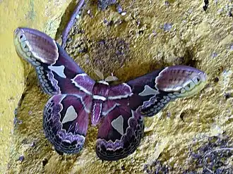 Rothschildia erycina