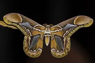 Rothschildia hopfferi