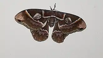 Rothschildia prionia