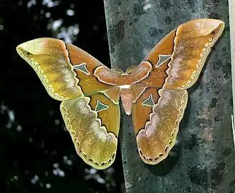 Rothschildia triloba