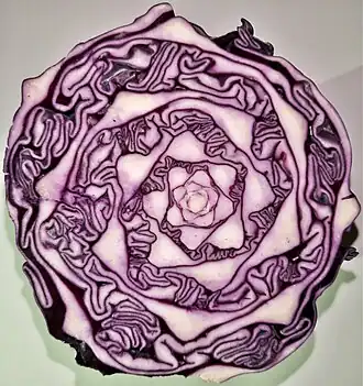 Horizontale doorsnede door de groei-as. De bladoksels van de rode kool rangschikken zich in een spiraal. De ruimten tussen de bladassen worden opgevuld door meanderende bladplooien.