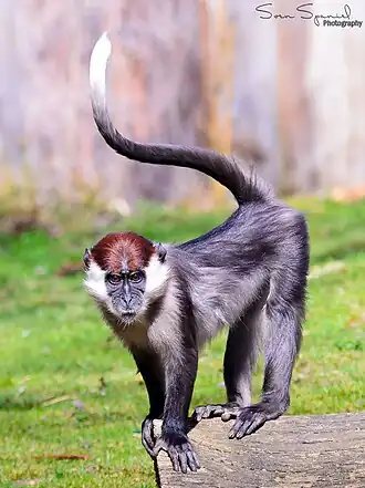 Roodkopmangabey