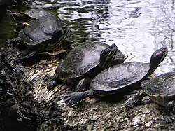 Waterschildpadden bij de schildpaddentuin