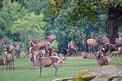 Herten in Wild- und Wanderpark Südliche Weinstraße