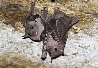 Rousettus leschenaultii