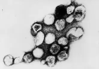 Het pleiomorfe rubellavirus