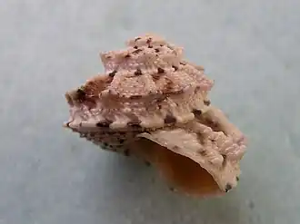 Rubritrochus declivis