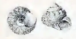 Rubritrochus pulcherrimus