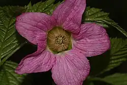 Close-up van de bloem