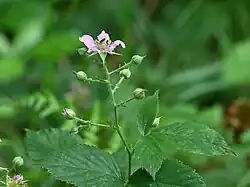 Close-up van de bloeiwijze van rode grondbraam.
