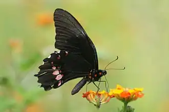 Papilio anchisiades