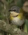 Rudds apalis (Apalis ruddi)