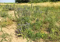 De slangenkruid-associatie, een xerothermofiel ruderaal vegetatietype.