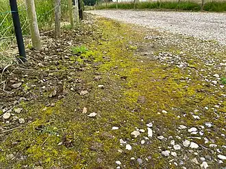 De smaragdsteeltjes-associatie