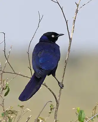 Blauwe langstaartglansspreeuw