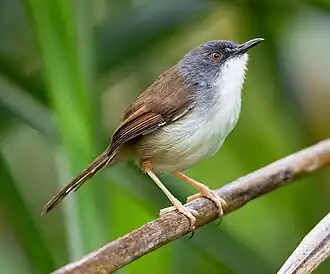Roestprinia