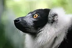 De lange snuit van de vari lijkt enigszins op die van een hond.