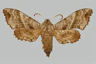 Rufoclanis erlangeri