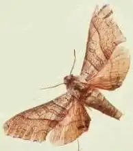 Rufoclanis fulgurans