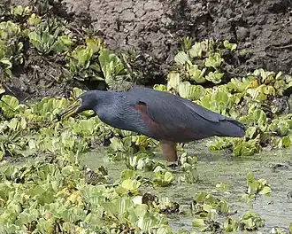 Roodbuikreiger
