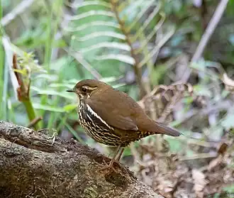 Roodstaartmierlijster