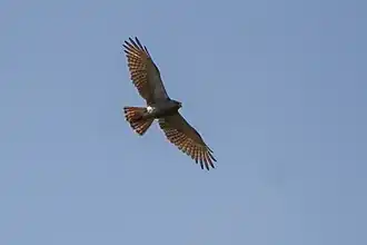 Roodvleugelbuizerd
