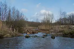 Ruiten Aa in de Ter Apeler bossen