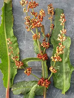 Rumex rupestris