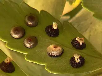 schildvormig dekvliesje met centrale aanhechting (naaldvaren)