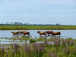 Runderen op Tiengemeten steken een ondiep meer over.