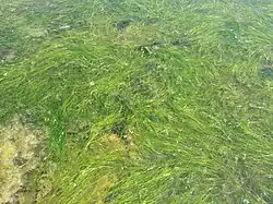 De snavelruppia-associatie