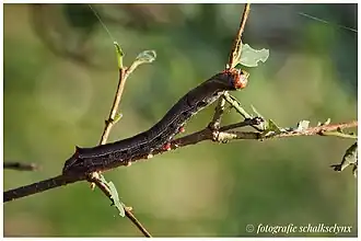 Foto gemaakt tijdens de rupsenplaag in Zuid-Afrika, eind februari begin maart 2023