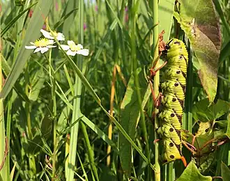 Windepijlstaart in een natte strooiselruigte