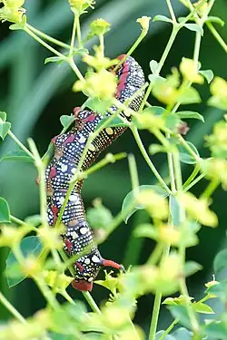 Rups van de wolfsmelkpijlstaart
