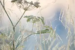 Rups van de koninginnenpage