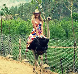 Struisvogel als rijdier