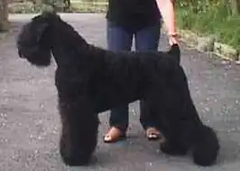 Zwarte Russische terriër