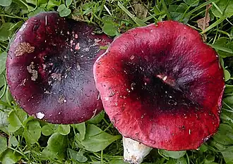 Zwartpurperen russula