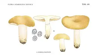 Bleekgele russula