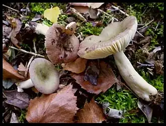 Sierlijke russula
