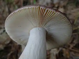 Stinkende russula